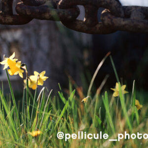 Film 120 Optik Oldschool Opticolour 200 ISO