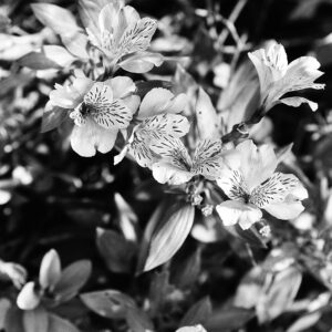 Kosmo Foto Mono 100