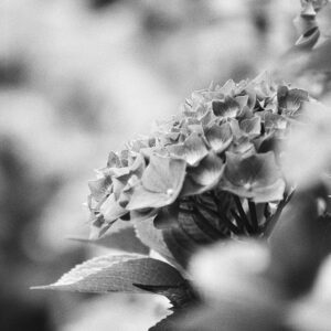 Kosmo Foto Mono 100