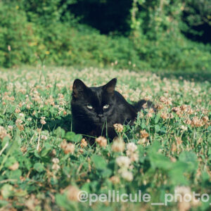 Pellicule couleur 50 ISO Candido Pure