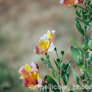 Pellicule couleur 50 ISO Candido Pure