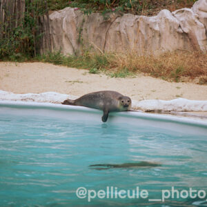 Pellicule couleur 50 ISO Candido Pure