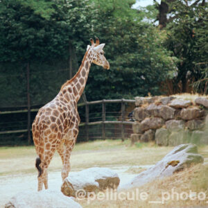 Pellicule couleur 50 ISO Candido Pure